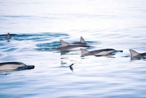 Ocean Symphony: Upplevelsen av delfin- och valmöten