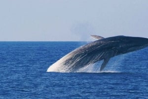 Ocean Symphony: Upplevelsen av delfin- och valmöten