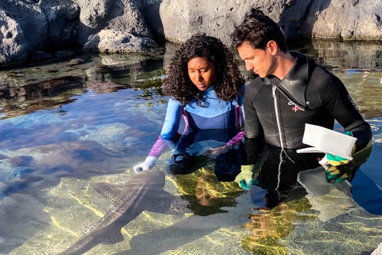 Odysseo Oceanarium: Zebra Sharks encounter and feeding