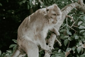 'Paradise Explorer: Snorkel, Sail, and Swim in Mauritius!'