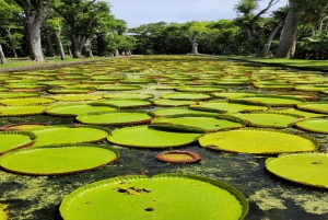 Mercato di Port Louis, Giardino Botanico - Tour di Mauritius Nord
