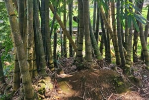 Port Louis: Mont Choisy, Botanical Garden, and Church Tour