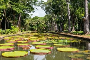 Port Louis & Northern Mauritius Full Day Guided Tour