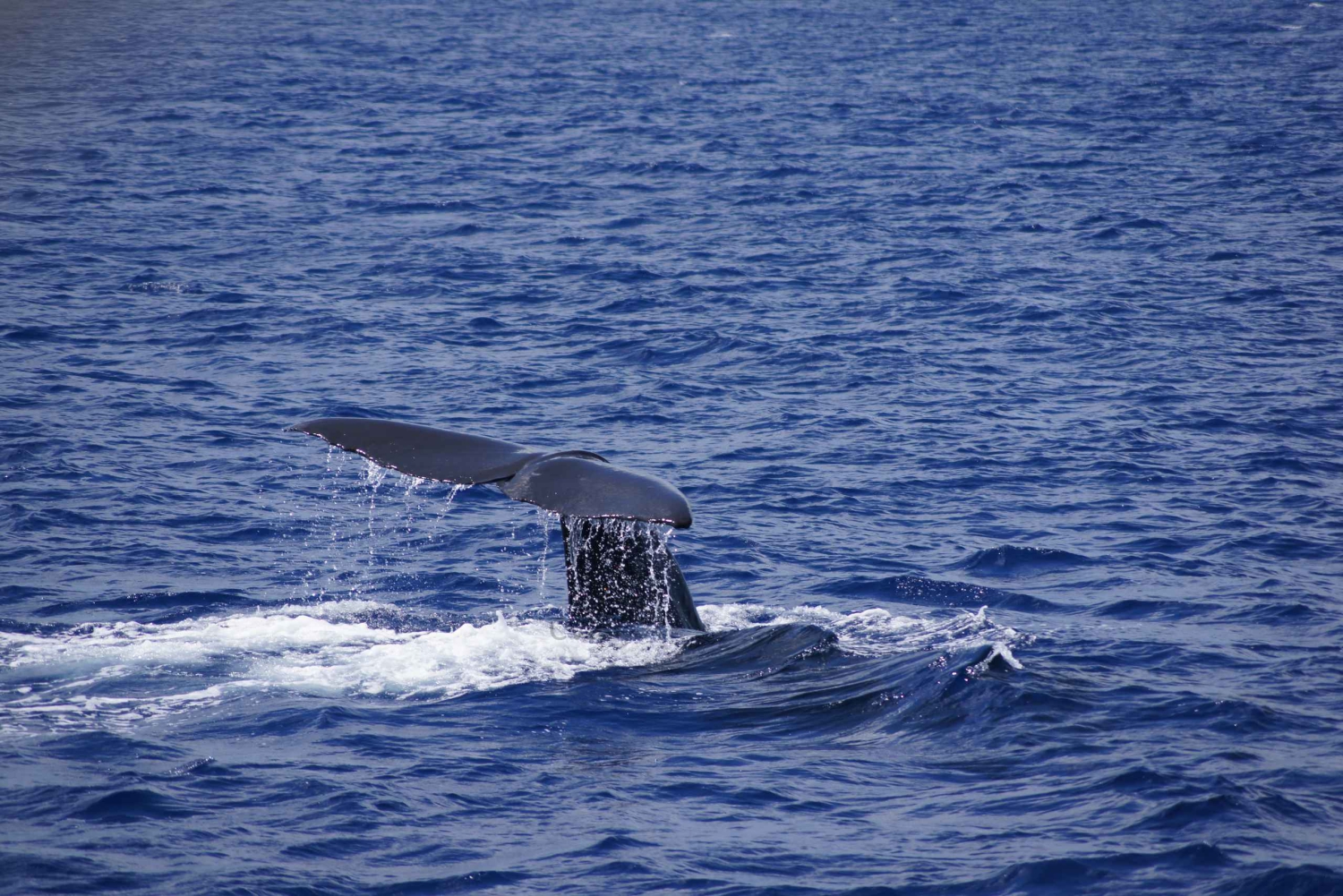 Private Dolphin Encounter and Whale Watching