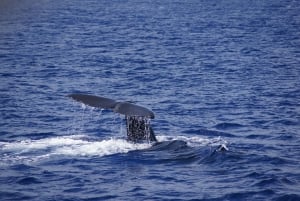 Private Dolphin Encounter and Whale Watching