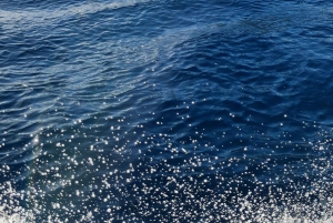 Privat delfinsnorkling. Maske, snorkel og svømmefødder er inkluderet gratis.