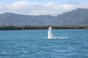Privat delfinsnorkling. Maske, snorkel og svømmefødder er inkluderet gratis.