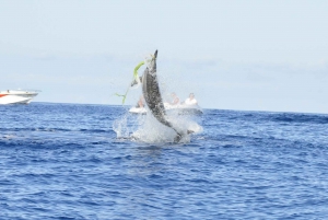 Privat delfinsnorkling. Maske, snorkel og svømmefødder er inkluderet gratis.