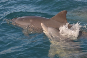 Private Dolphin Snorkeling Tour. Equipment available Free.