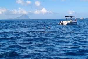 Mauritius: Private Swim with Dolphins on Benitiers Island