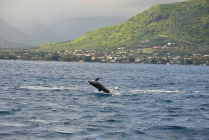 Mauritius: Private Swim with Dolphins on Benitiers Island