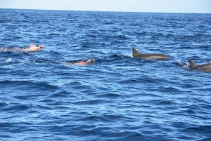 Mauritius: Private Swim with Dolphins on Benitiers Island