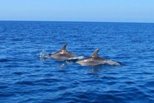 Private Dolphin Swim/Snorkeling & Lunch on Benitiers island