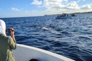 Private Dolphin Watching/Swimming with Halal Lunch on Island