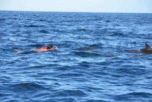 Private Dolphin Watching/Swimming with Halal Lunch on Island