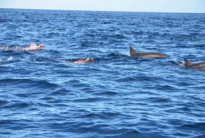 Private Dolphin Watching/Swimming with Halal Lunch on Island