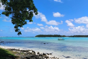 島でのハラール ランチ付きプライベート イルカ ウォッチング / スイミング