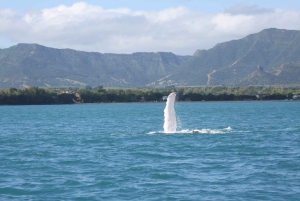 Private DolphinSnorkeling. Mask, tubas & Fins provided Free.