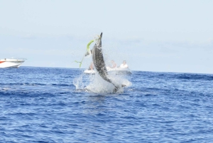 Private DolphinSnorkeling. Mask, tubas & Fins provided Free.