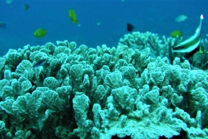 モーリシャス東部プライベートツアー：ブルーベイ・アクアパーク＆昼食