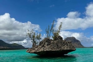 Heldag: Miljövänligt möte med delfiner och grillfest på Benitier Island