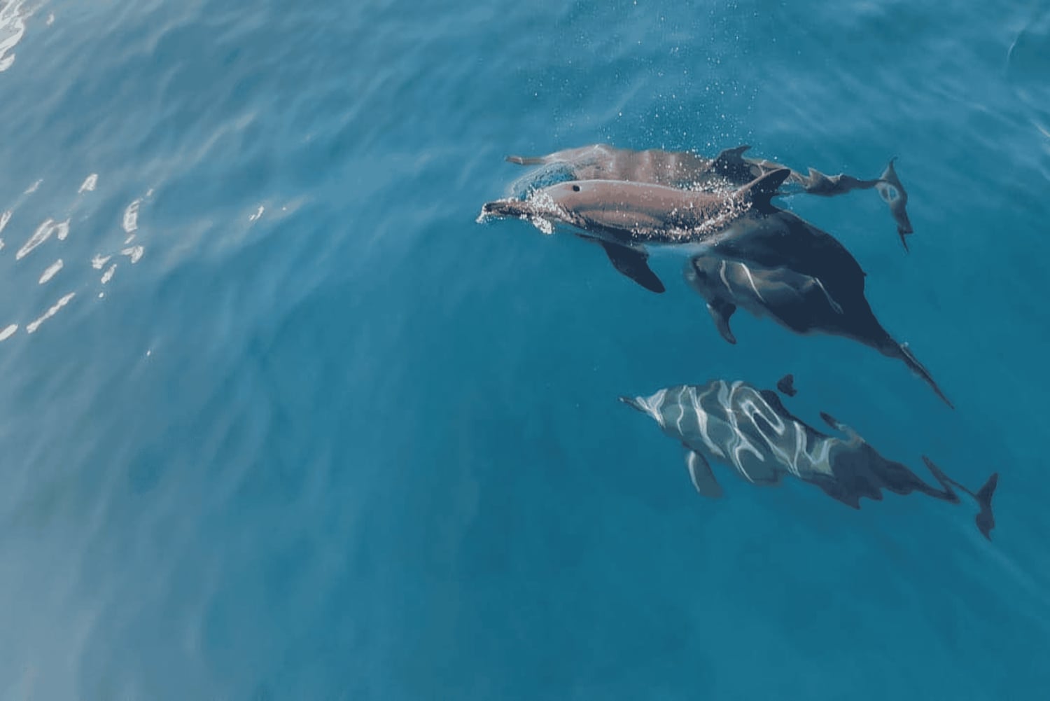 Privat båt till Île aux Bénitiers Snorkling med delfiner & hummer