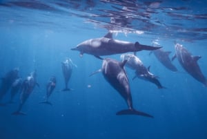 Privat båt til Île aux Bénitiers: Snorkling med delfiner og hummer