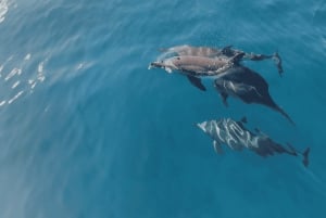 Privat båt til Île aux Bénitiers: Snorkling med delfiner og hummer