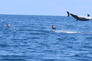 Privat båt till Île aux Bénitiers Snorkling med delfiner & hummer