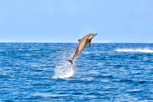 Private or Shared Wild Dolphin Encounter & Hotel Transfers