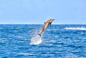 モーリシャス野生のイルカとの遭遇（ホテル送迎付き