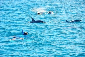 モーリシャス野生のイルカとの遭遇（ホテル送迎付き