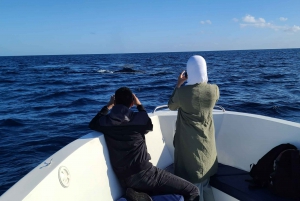 Private, Personalised & Exclusive Whale Watching