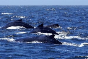 Private, Personalised & Exclusive Whale Watching