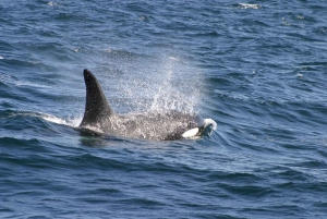 Private, Personalised & Exclusive Whale Watching