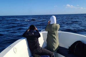 Osservazione di balene privata, personalizzata ed esclusiva