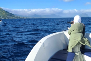 Osservazione di balene privata, personalizzata ed esclusiva