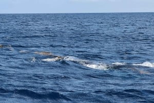 Osservazione di balene privata, personalizzata ed esclusiva