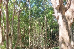 Vuelta al suroeste de Mauricio