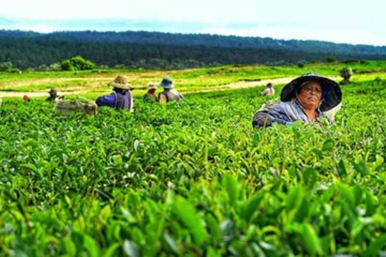Private Southwest Day Tour with to Tea Factory & Tea tasting