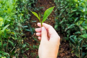 Private Southwest Day Tour with to Tea Factory & Tea tasting