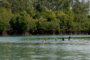 Privat motorbåt till Bernache Island och Mauritius mangroveskogar