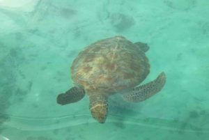 Privat motorbåt till Bernache Island och Mauritius mangroveskogar