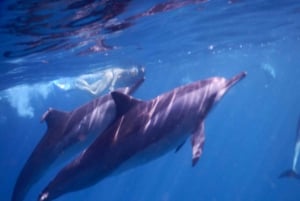 Aventura ecológica com baleias e golfinhos e churrasco na Ilha Benitier