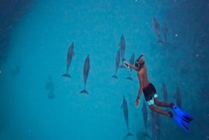 Aventura ecológica com baleias e golfinhos e churrasco na Ilha Benitier