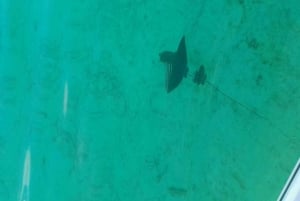 Aventura ecológica com baleias e golfinhos e churrasco na Ilha Benitier