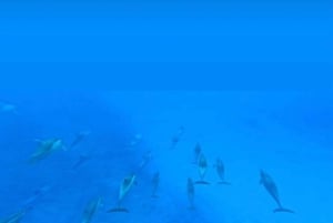 Aventura ecológica com baleias e golfinhos e churrasco na Ilha Benitier