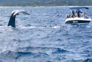 Aventura ecológica com baleias e golfinhos e churrasco na Ilha Benitier