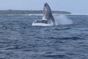 Aventura ecológica com baleias e golfinhos e churrasco na Ilha Benitier