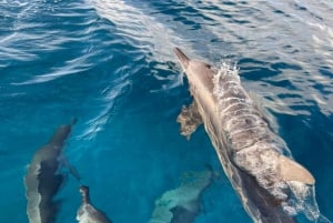 Aventura ecológica com baleias e golfinhos e churrasco na Ilha Benitier